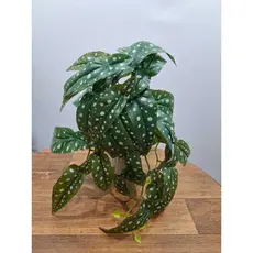Planta Artificial Begônia Maculata Planta Decorativa Sem Vaso Decoração Casa Sala Realista