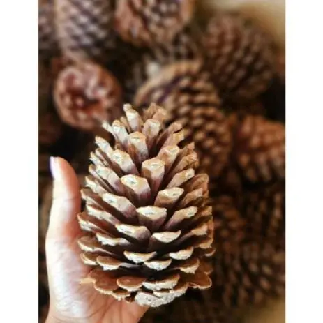 Kit Pinha Natural 15 20 30 unidades Decoraçao Natal Artesanato Enfeite de 7 a 12 cm Animais Roedores e Aves