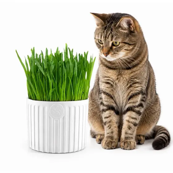 Grama Para Gatos Para Digestão Com Bandeja e Graminha