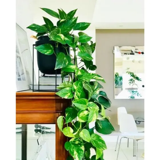 Planta Decorativa + Vaso Preto 2 Pendentes Artificial Folhas de Hera