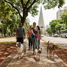 . Guia Retrátil Cachorro Passeio Seguro 🐕 Cabo Ergonômico 3 ou 5 Metros Trava Resistente Segurança Cores Sortidas