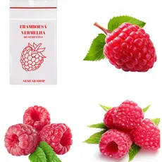 60 Sementes de Framboesa Vermelha - Monte sua Horta!