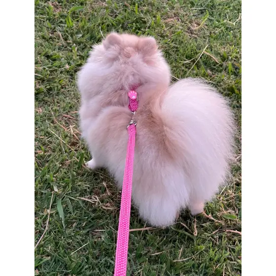 Kit Peitoral Para Cachorro + Guia Nylon Reforçado Ajustável Confortável