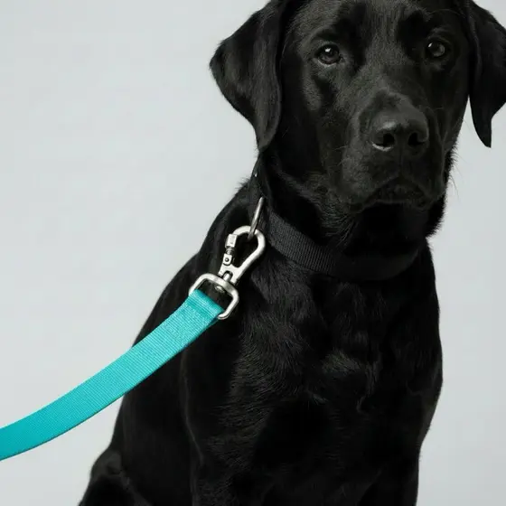 guia para cachorro todos os portes reforçada o mosquetão contem trava de segurança coleira