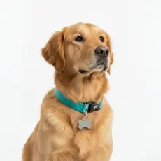 coleira para cachorro + plaquinha de identificação pet ajustável e regulável com fecho resistente