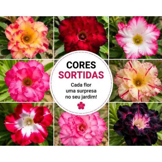 Semente Rosa do deserto cores sortidas 20 unidades