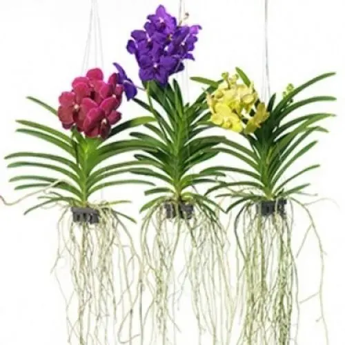 200 sementes originais de orquídea vanda cores sortidas y2 hg vx envio rápido