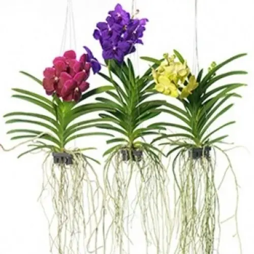 200 sements originais de orquídea vanda cores sortidas y2 pra fazer  novas plantas ll