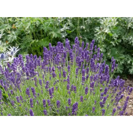 200 Sementes De Lavanda Verdadeira top