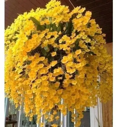 sementes de orquídeas chuva de ouro pra dar sorte vr7 hg tp