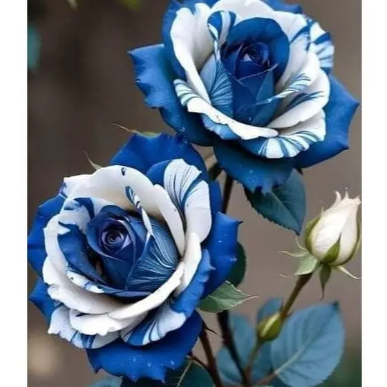 100 sementes rosas tigers azul com manual de cultivo pronta entrega envio em 24h I