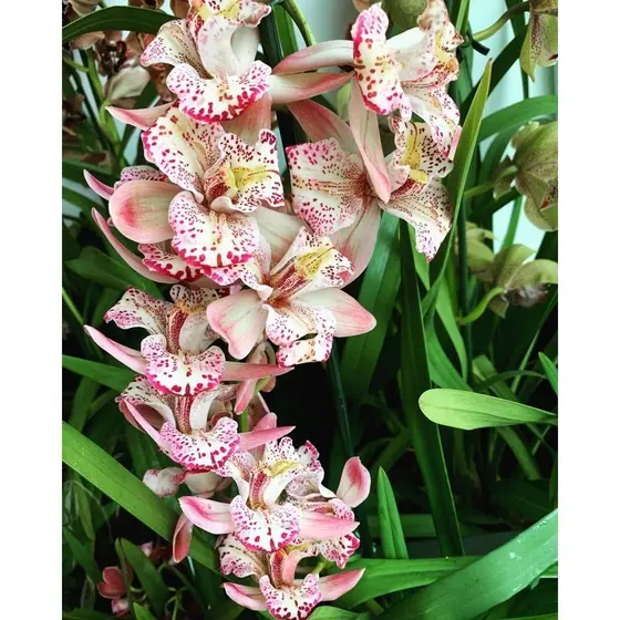 100 sementes orquidia cymbidium italy rosa com manual de cultivo pronta entrega envio 24h I