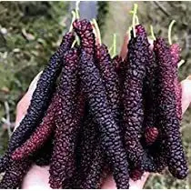 100 sements amora paquistanesa gigante com manual de cultivo II