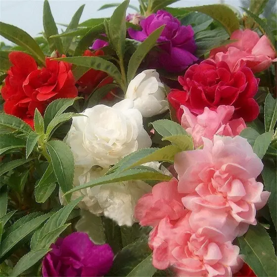 200 Sementes Da Flor Beijo-de-frade Mix Balsamina Camelia hy7 ll