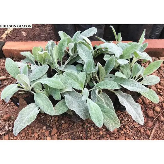 100 sements peixinho da horta com manual de cultivo top