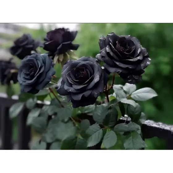 300 Sementes de Rosa Negra Rosas Raras com Manual de Cultivo Envio Imediato j vx envio rápido