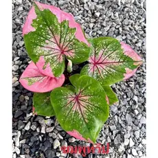 100 sementes caladium Lemon Blush com manual de cultivo pronta entrega envio em 24h I