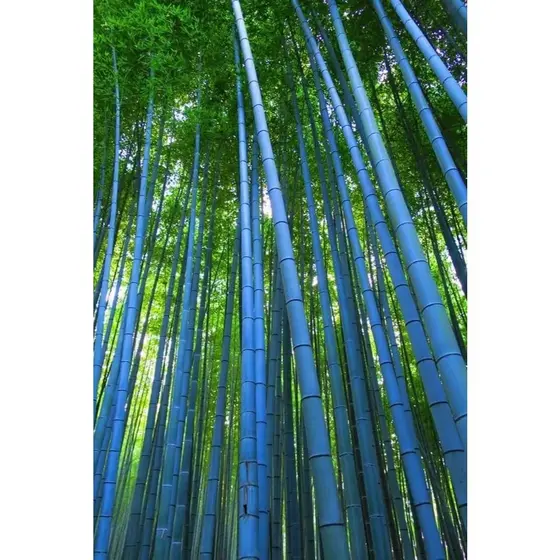Bambu heterostachya. 100 sementes com manual de cultivo II
