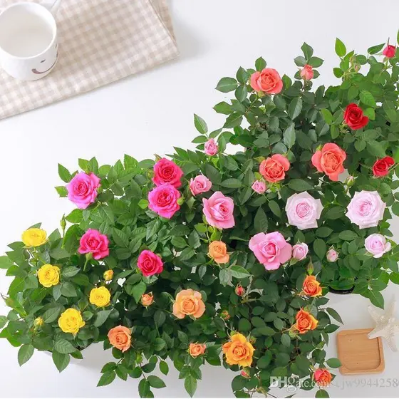 100 sementes de mini rosas cores diversas ll