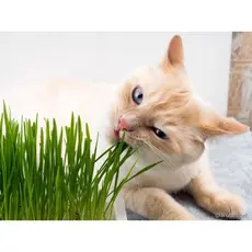 Sementes / Grama para gatos/pet 30 sementes II