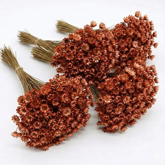 Flor Sempre Viva Premium Cor Terracota 200 a 800 | Flores Seca Desidratada Decoração Arranjos Buquês