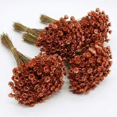 Flor Sempre Viva Premium Cor Terracota 200 a 800 | Flores Seca Desidratada Decoração Arranjos Buquês