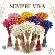 Flor Sempre Viva Premium 200/400/800 | Flores Seca Desidratadas, Decoração, Artesanato, Arranjos e Buquês