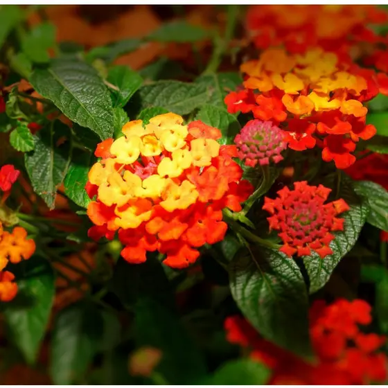 Uso hobby / jardinagem 20 Sementes De Lantana camara  - Frete rápido pra fazer plantas Fácil cultivo