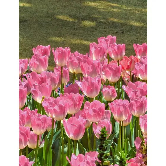 Raro 50 Sementes De Tulipa  Flores Elegantes Para Jardim A-IIIII