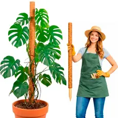 Tutor de Fibra de Coco 120cm para Plantas Trepadeiras Suporte para Jiboia Monstera Filodendro Tutor Natural Jardim