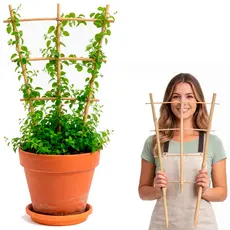 Treliça de Bambu 60cm para Plantas Pequenas | Tutor Natural para Jiboia, Orquídea e Trepadeiras em Vasos