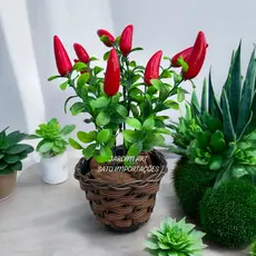 Beleza e Sabor – Arranjo de Pimentas com Vaso Trançado e Elementos Naturais PT11
