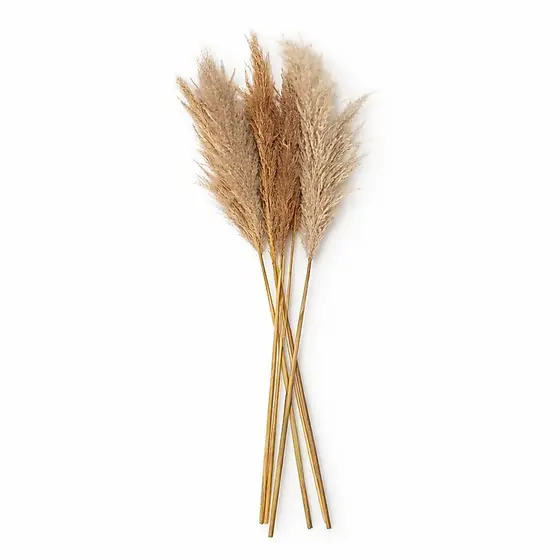 Capim dos Pampas Natural Seco Decorativo 5 Hastes Grande Luxo Boho