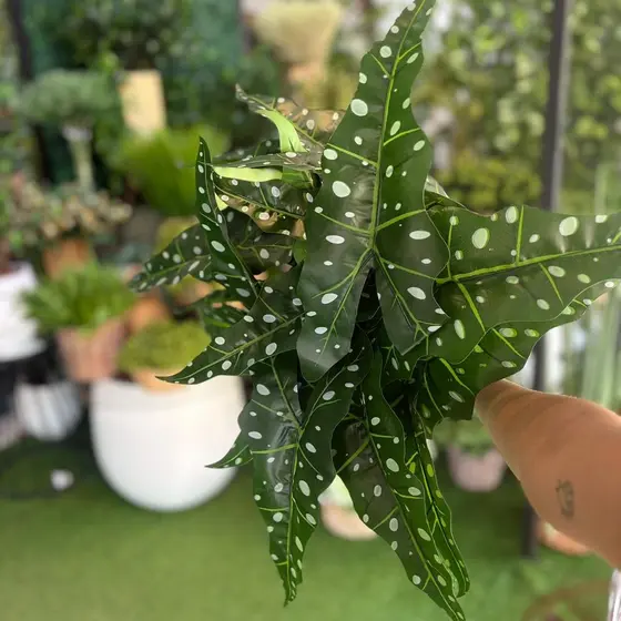 Kit Folhagem Begonia 2 Hastes Planta Artificial Realista