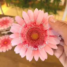 Kit Lembrancinha Outubro Rosa - Mini Creme Cartão Flor 10un