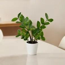 Zamioculca no Vaso Planta Artificial Realista Decoração Jibóia Costela de Adão Nervura Guaimbê Orelha de Gato 16x24cm