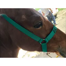cabresto personalizado para cavalos.bordado com nome . cabresto feito com fita sedosa 30 mm várias cores entrega imediat