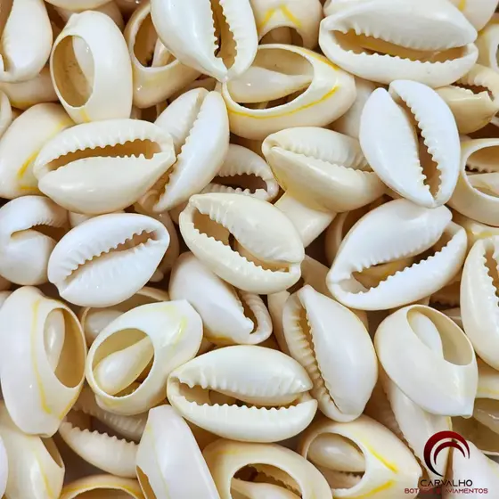 500g Buzios Naturais Cortados para Artesanato - Natural do Mar, Não de Plástico, Ideal para Customização