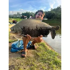 Massa de beijinho para pesca de tambaqui pacu tambacus e outros exemplares.