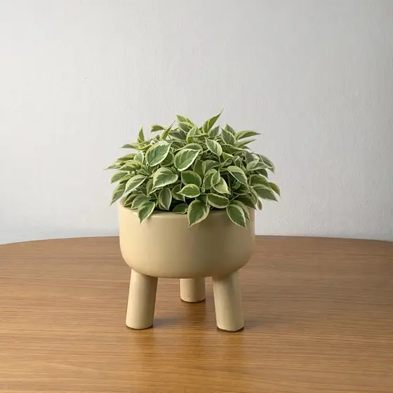 Cachepot Em Cerâmica P 15cm - Vaso Decorativo Para Planta Jardinagem Lançamento Varias Cores