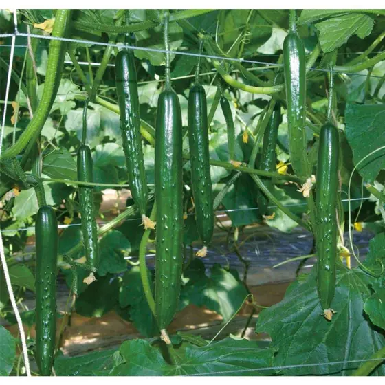 ((200-500 Cápsulas) Sementes de Pepino Japonês, OPV/Magazina/Verde Longo/Planting