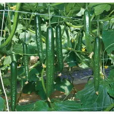 ((200-500 Cápsulas) Sementes de Pepino Japonês, OPV/Magazina/Verde Longo/Planting