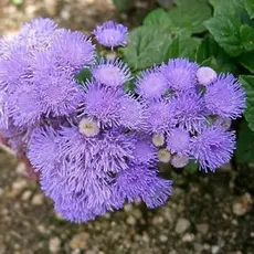 viva a natureza 100 Sementes de Flor Balainho de Velho, Agerato Roxa