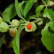 100 Sementes Ginseng Indiano Withania Somnifera Envio Rapid A