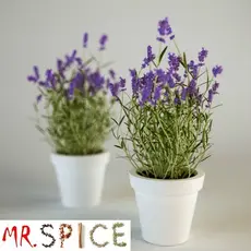 Lavanda Verdadeira Alfazema  Sementes Sadias Flor Para Sementes Sadias