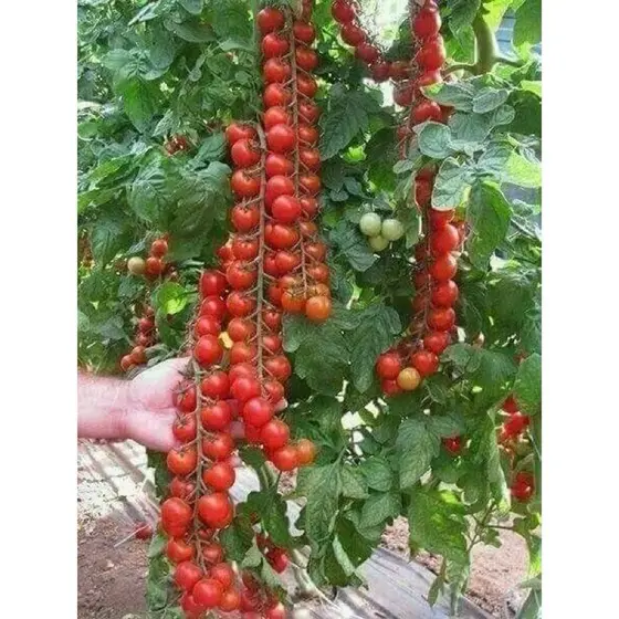 100 Sementes Tomate de Cacho vx envio rápido