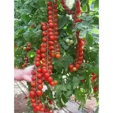 100 Sementes Tomate de Cacho vx envio rápido