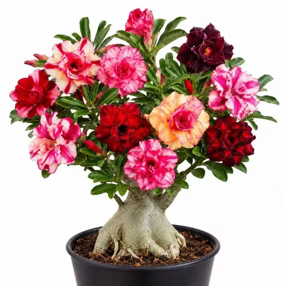 Sementes de Rosa do Deserto Mix Cores Para Plantio