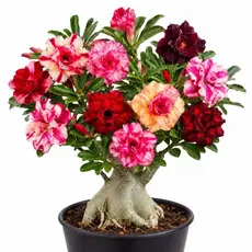 Sementes de Rosa do Deserto Mix Cores Para Plantio
