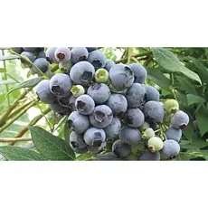 100 sementes de Mirtilo (Blueberry) - Fa?a sua Horta | Para semear